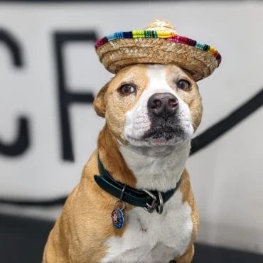 Best Gym Dog Ever Zeke